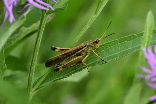 Insetti: più antiossidanti del succo d'arancia