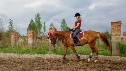 Bambina cade da cavallo e batte la testa. È grave