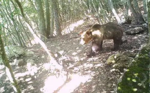 Catturato l'orso Papillon (fino alla prossima fuga)