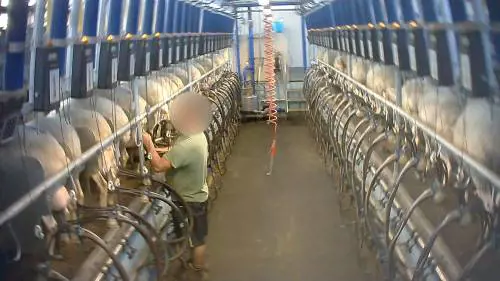 Parti continui, calci e insulti: animali maltrattati nell'allevamento più grande d'Italia