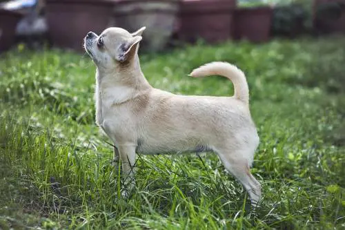 Trafficavano chihuahua dall'Europa dell'Est, denunciate due donne