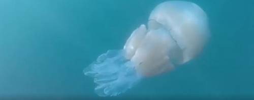 Gran Bretagna, avvistata una seconda medusa gigante