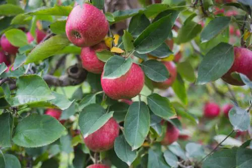 Azienda ortofrutticola lancia l'allarme: ci mancano 150 lavoratori stagionali