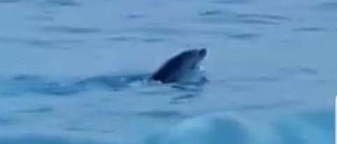Delfino di 3 settimane perde la mamma e rischia di morire spiaggiato