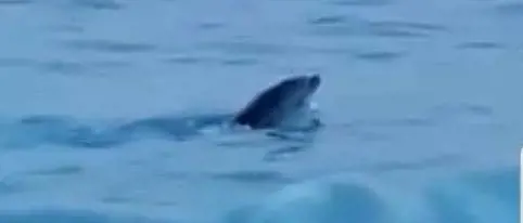 Delfino di 3 settimane perde la mamma e rischia di morire spiaggiato