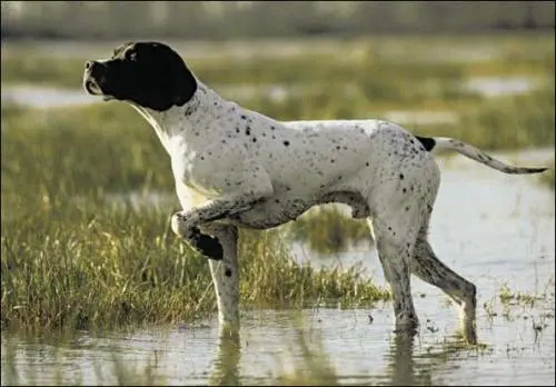 L'eutanasia di Wilson,  il cane che è morto stretto al suo padrone