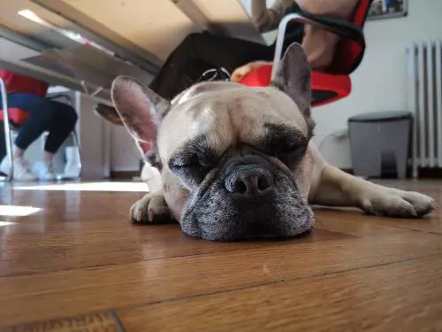 Chiara Ferragni e il compleanno del cane: è polemica sul web