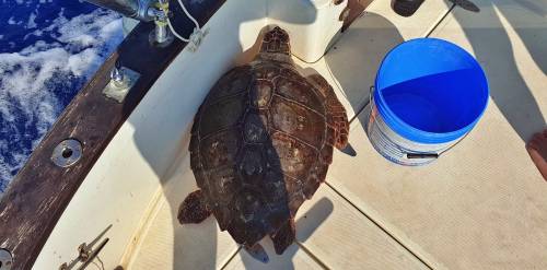 Salvata tartaruga marina in difficoltà: la corsa dal veterinario all'Acquario di Genova