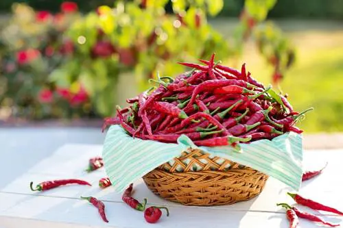 Peperoncino: mangiarne troppo danneggia la memoria
