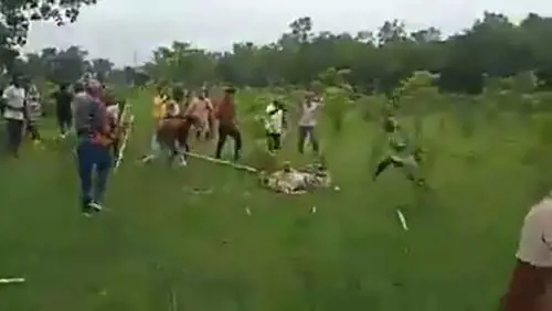 India, folla uccide una tigre a bastonate in una riserva