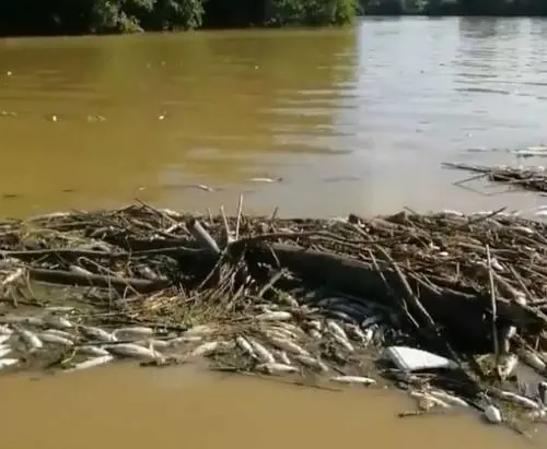 Migliaia di pesci morti in Arno. Ma solo di una specie. Per quale motivo?