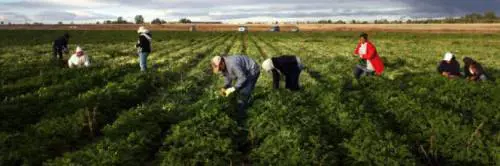 Brindisi, falsi braccianti agricoli: la maxi truffa all'Inps