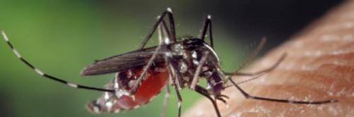 Encefalite equina, le zanzare possono trasmettere il virus