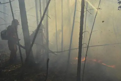 Foreste secolari inghiottite dai roghi: Putin invia l'esercito