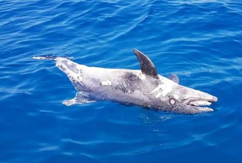 Altri delfini morti in Toscana: cosa sta succedendo?