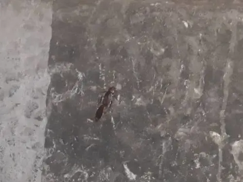 Napoli, blatte e sporcizia alle Case Nuove