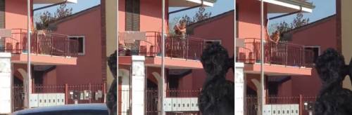 Bastona il cane sul balcone: denunciata per maltrattamenti