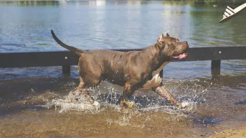 Grosseto, attaccato da due pitbull nel giardino di casa