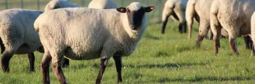 Pastori pagati 1,50€ all'ora per mezza giornata di lavoro