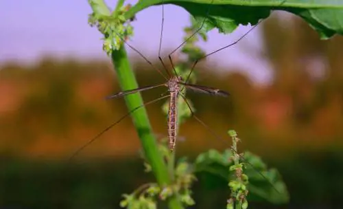 I migliori antizanzare naturali