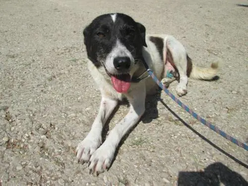 Caserta, lega il cane all'auto e se lo trascina dietro
