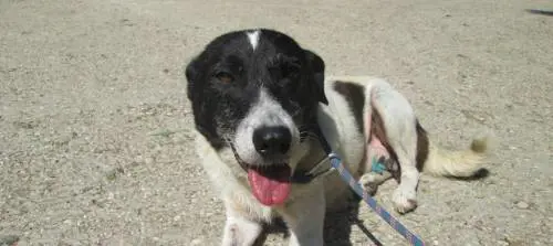 Animali abbandonati: due cani salvati grazie alla task force dei vigili urbani