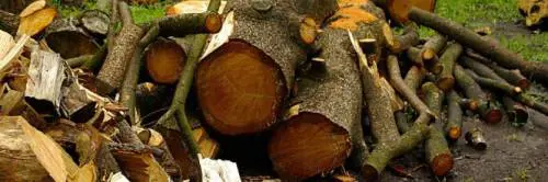 Alberi del parco comunale bruciati di notte da 3 ragazzi