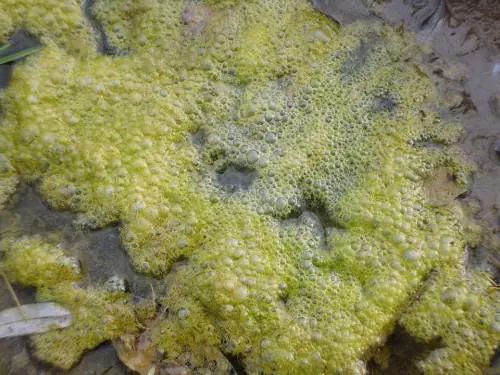 Alga tossica, che cos'è e quali sono i rischi per la salute