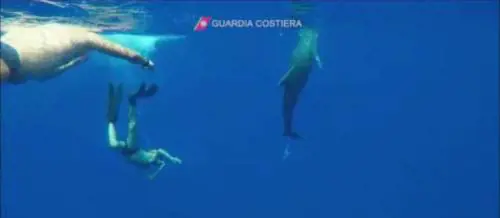 I "buonisti" usano un delfino per insultare la Guardia Costiera