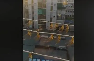 Le libellule hanno preso d'assalto Torino