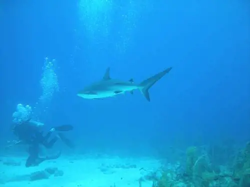Gli squali l'attaccano: californiana sbranata in mare