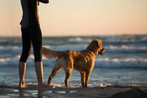 Coldiretti: animali e partenze, gli italiani in vacanza