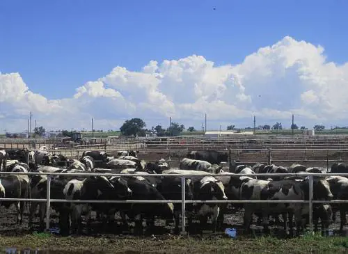 Il M5S rilancia l'eurotassa sulla carne. La Lega: "Schiaffo agli allevatori"