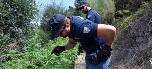 Polizia sequestra coltivazione con oltre 400 piante di marijuana nell'Imperiese