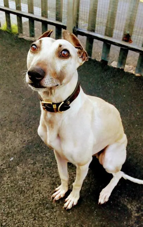 Sam, il cane più sfortunato della Gran Bretagna: da 900 giorni aspetta una famiglia