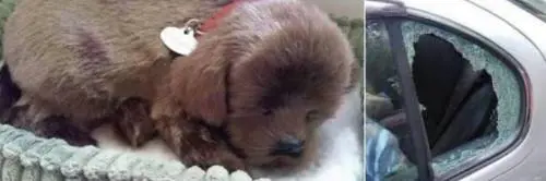 Spacca il vetro della macchina e salva il cucciolo. Ma era un peluche