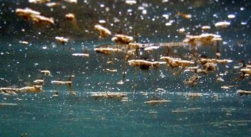 Allarme alga tossica in Puglia: più a rischio la provincia di Bari
