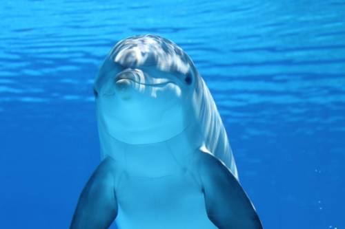 "Aumentati i recinti per delfini": la strana mossa Mosca nel Mar Nero