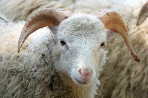 India, la moglie se ne va e il marito ha diritto a 71 pecore