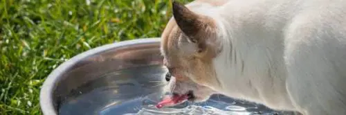 Il consiglio utile: cani anziani l'importanza dei cibi adatti
