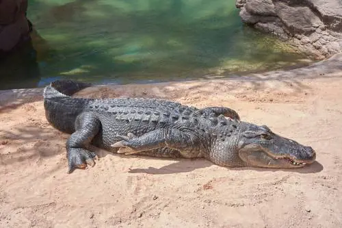 Allarme in Sardegna. Coccodrillo scompare da un circo