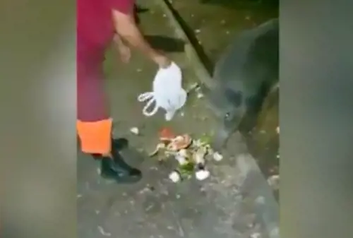 Operatori Ama danno cibo ai cinghiali. La Raggi: "Inaccettabile"