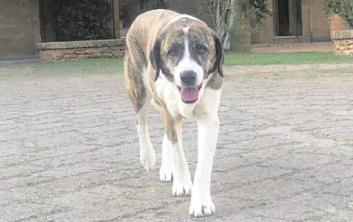 Bentornati cani soldato: Bruno e Chiara hanno trovato una casa