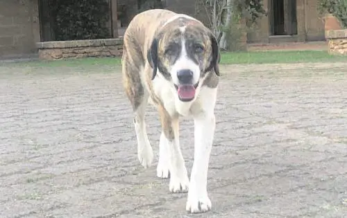 Bentornati cani soldato: Bruno e Chiara hanno trovato una casa