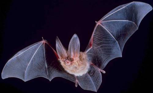 Uno studio rivela la curiosa vita sessuale dei pipistrelli