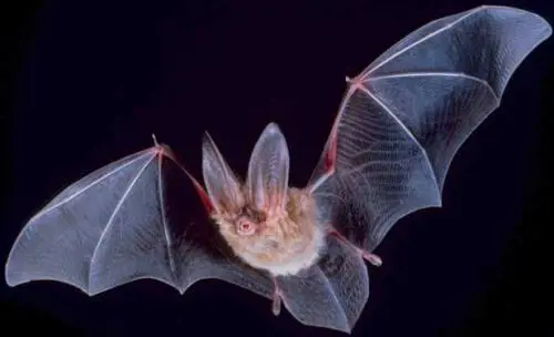 Uno studio rivela la curiosa vita sessuale dei pipistrelli