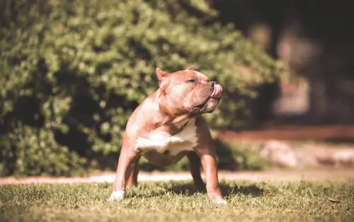 "Lesbiche di m***a", e aizza contro le donne il suo cane: 28enne condannato