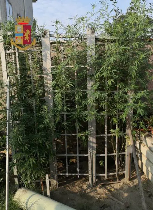 Coltiva marijuana in casa: 70enne finisce in manette