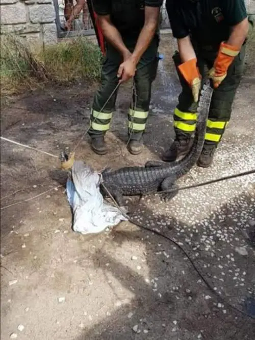 Orosei, ritrovato Jack il caimano scappato dal circo