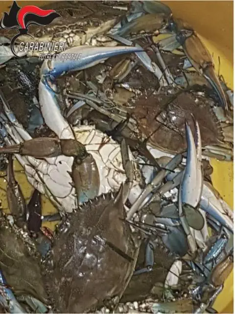 Matera, pescavano granchi in un'area protetta: multati cinesi